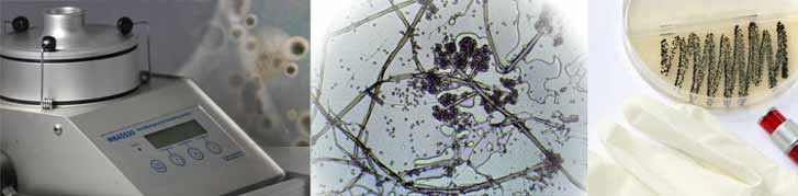Schimmeluntersuchung und Analyse von Schimmelpilzen