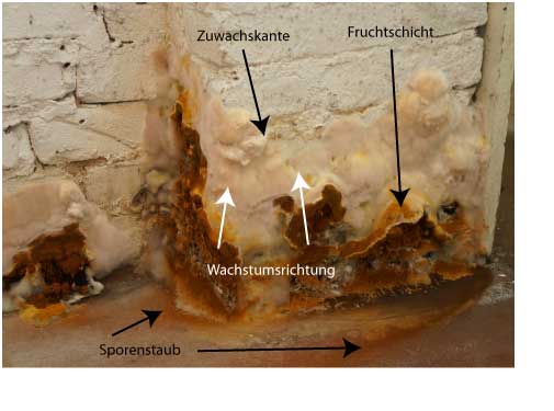 Der Echte Hausschwamm